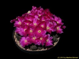 Sulcorebutia steinbachii v. taratensis 969 